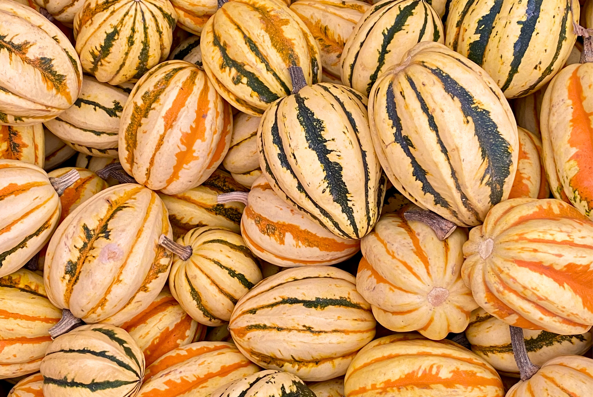 AcornPumpkins - Tanaka Farms