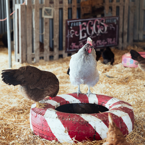 Private Chicks and Sprouts