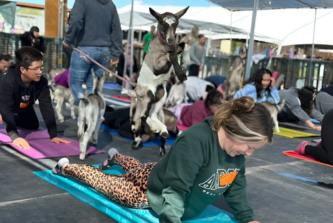 Private Goat Yoga