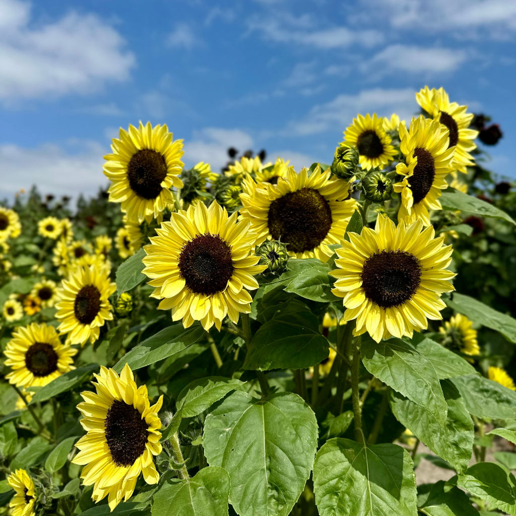 Hana Field