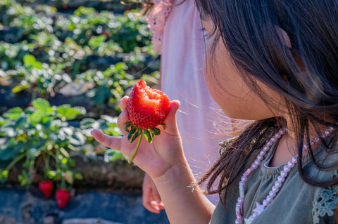 U-Pick Strawberry Tours